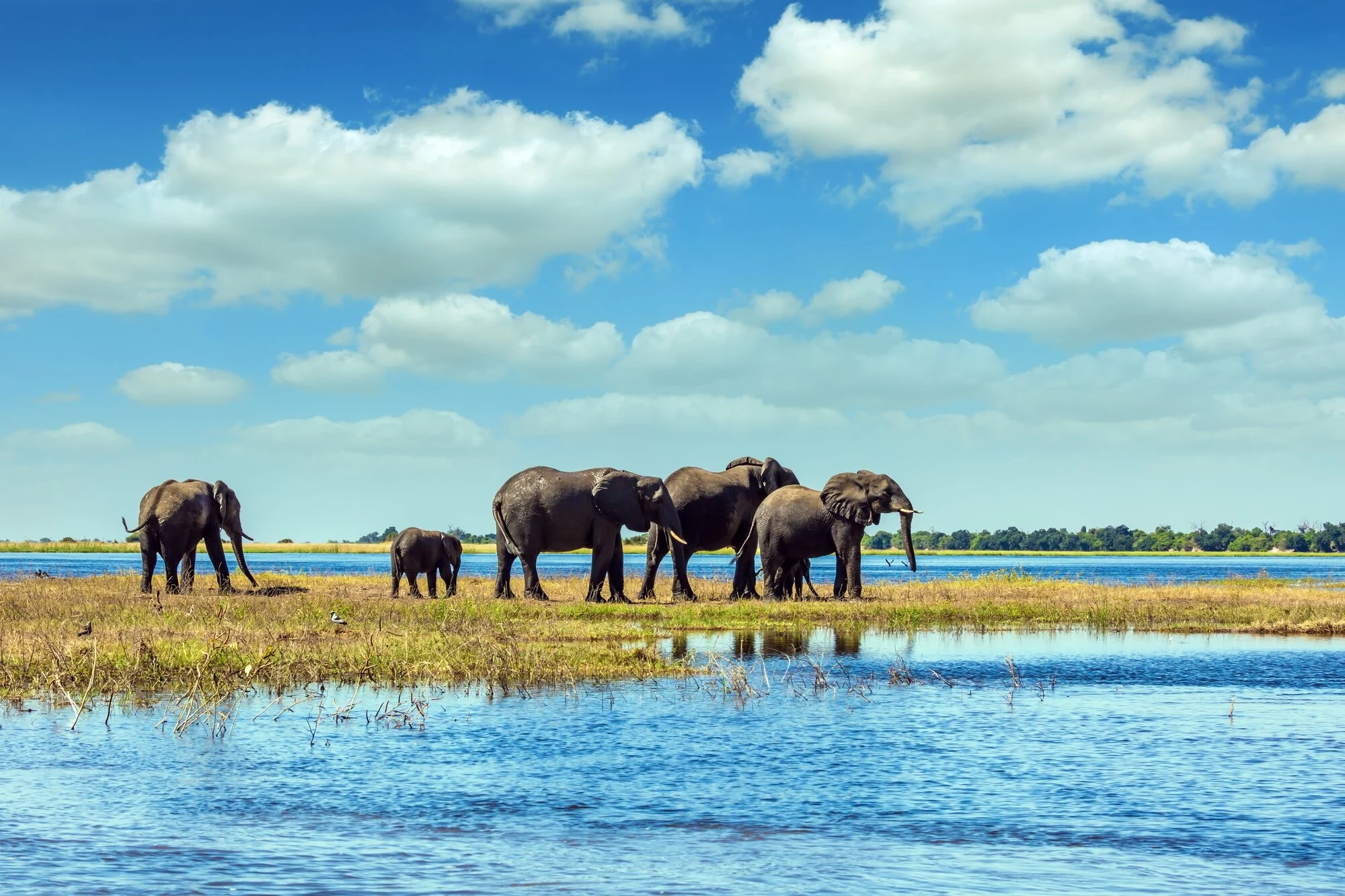 AmaWaterways Africa Itineraries: Which Safari & Cruise Fits You? featured image